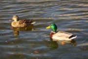 Thumbnail Mallard Ducks Anas Platyrhynchos