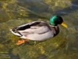 Thumbnail Mallard Drake Anas Platyrhynchos, Male