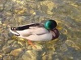Thumbnail Mallard drake Anas Platyrhynchos, Male