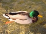 Thumbnail Mallard drake Anas Platyrhynchos, Male