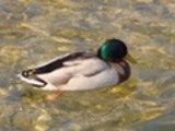 Thumbnail Mallard drake Anas Platyrhynchos, Male