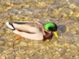 Thumbnail Mallard drake Anas Platyrhynchos, Male
