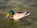 Thumbnail Mallard drake Anas Platyrhynchos, Male