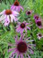 Thumbnail Echinaceae