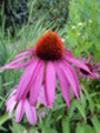 Thumbnail Echinacea