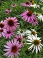 Thumbnail Echinacea