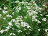 Thumbnail Yarrow (Achillea)