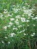 Thumbnail Yarrow (Achillea)