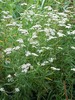 Thumbnail Yarrow (Achillea)