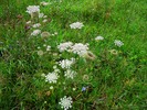 Thumbnail Yarrow (Achillea)