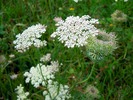 Thumbnail Yarrow ( Achillea)