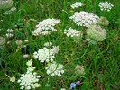 Thumbnail Yarrow (Achillea)