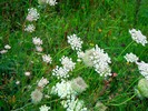 Thumbnail Yarrow (Achillea)