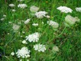 Thumbnail Yarrow (Achillea)