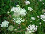 Thumbnail Yarrow (Achillea)