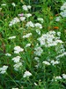 Thumbnail Yarrow (Achillea)
