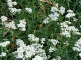 Thumbnail Yarrow (Achillea)