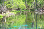 Thumbnail Manatee Springs, FL.