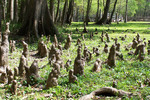Thumbnail Cypress Knees