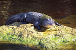 Thumbnail American Alligator