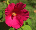 Thumbnail Hibiscus Flower Bloom