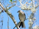 Thumbnail Mocking Bird
