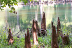 Thumbnail Santa Fe River and Cypress Knees