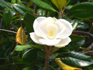 Thumbnail Southern Magnolia Bloom