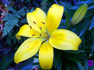 Thumbnail Yellow Lily