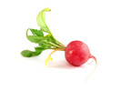 Thumbnail Radish Stock Photo - Royalty Free Image