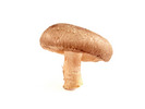 Thumbnail Shiitake Mushroom Stock Photo - Royalty Free Image Thumbnail Shiitake Mushroom Stock Photo - Royalty Free Image