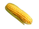 Thumbnail Yellow Corn Stock Photo - Royalty Free Image