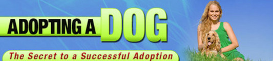 Thumbnail Dog Adopting-Secret To A Successful Adoption