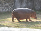 Thumbnail Hippo basking in the sun Thumbnail Hippo basking in the sun