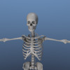 Thumbnail human Skeleton 3D system