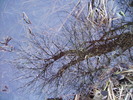 Thumbnail Spring-awakes 2009-03-01
