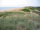 Thumbnail Strandgrass