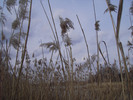 Thumbnail AKZ 04 Strandgrass