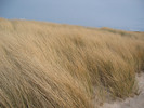 Thumbnail Strandgrass