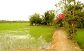 Thumbnail Vietnamese rice paddy