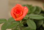 Thumbnail rose Thumbnail rose