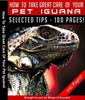 Thumbnail How To Take Great Care Of Your Pet Iguana