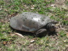 Thumbnail Tortoise in Grass