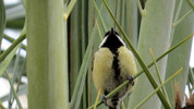 Thumbnail Great Tit 02