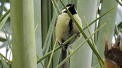 Thumbnail Great Tit 03