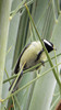 Thumbnail Great Tit 04