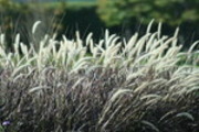 Thumbnail tall grass