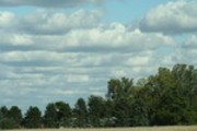 Thumbnail trees and clouds