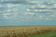 Thumbnail corn fields and clouds