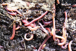 Thumbnail Introduction to  Basic Worm Farming